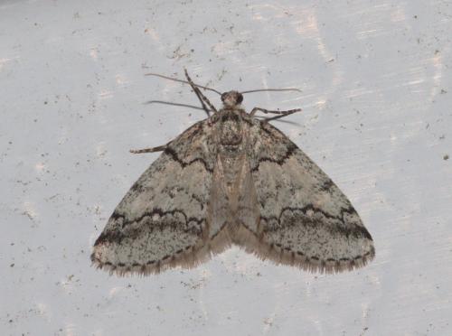 Tephronia lhommaria